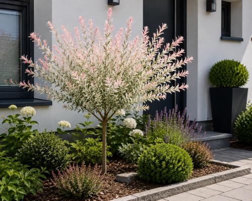 Harlekinweide Stämmchen 120-140 cm – Salix integra 'Hakuro Nishiki' – Ziergehölz mehrjährig & winterhart – Farbiges Laub – Ideal für Garten & Kübel – Flachwurzler – Pflegeleicht