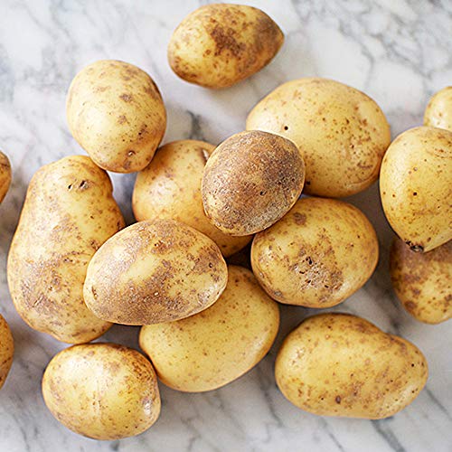 10 x Seed Potatoes Maris Piper- Versatile All Rounder- Great for Mashed Baked Wedges or Chips- RHS Award Winner- for Your Beautiful Garden