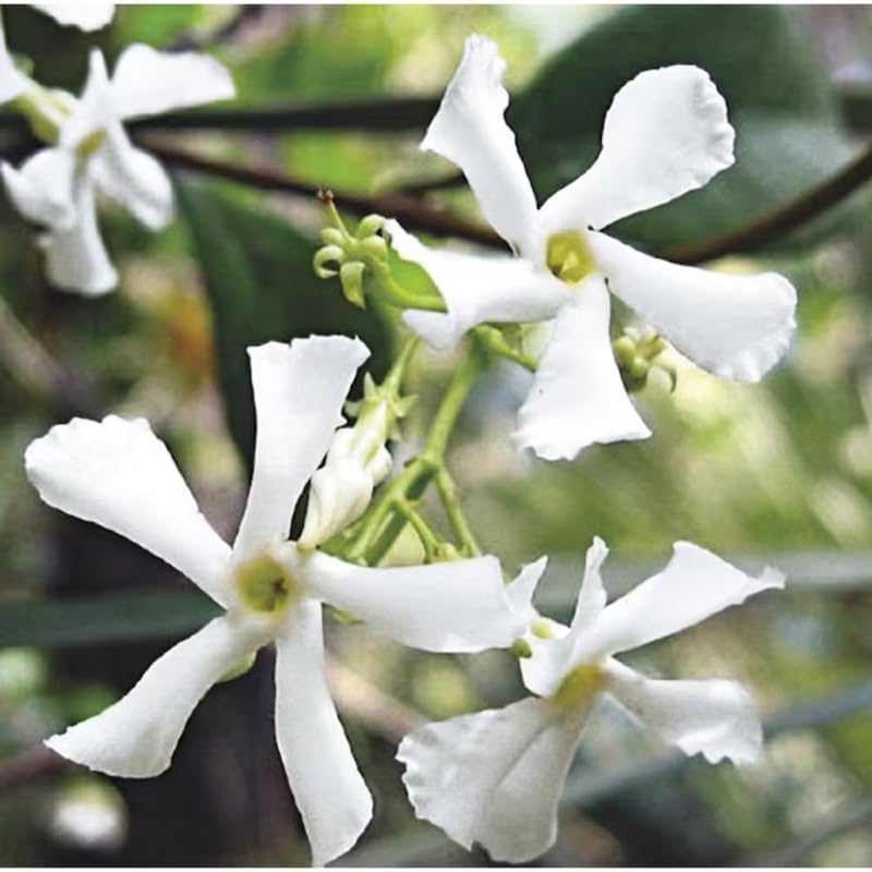 Jasmine Plant, Confederate Star Jasmine Plant, 4 to 6 Inc Tall Very Fragrant Vine, Jasmine Plant Indoor Live, Live Jasmine Plant, Jasmine Plant Live, White Jasmine Plant