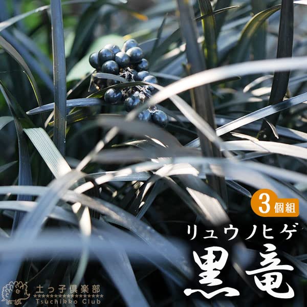 Amazon.co.jp: リュウノヒゲ『黒竜（コクリュウ）』9cmポット【3