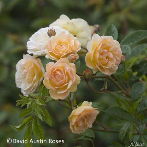 Historische Ramblerrose 'Ghislaine de Feligonde®'