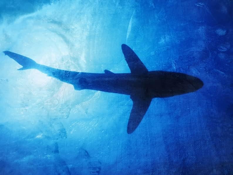 Underwater Turtle Silhouette, Turtle Rug, Sea Turtle Rug, Sea Rug, Turtle Silhouette, Kids Rug, Kids Room Rug, Kids Turtle Rug, C1029 (47”x71”)=120x180cm