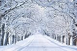 Snowy Winter Street Snow Covered Trees Photo Cool Wall Decor Art Print Poster 36x24