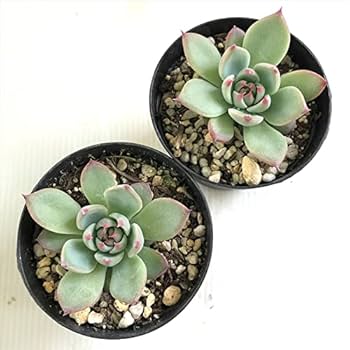 Amazon｜多肉植物 skエケベリア チワワエンシス ルビーブラッシュ 多肉