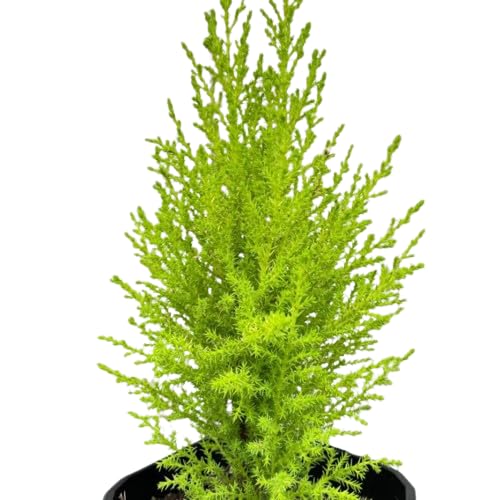Ciprés Amarillo Natural Plant para Crear Arbustos en el Jardín
