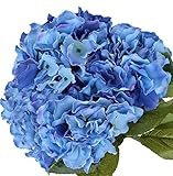 Nikko Blue Hydrangea - 2 1/2
