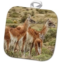 3dRose Guanaco Family and Baby, Torres del Paine NP, Chile, Patagonia 8x8 Potholder