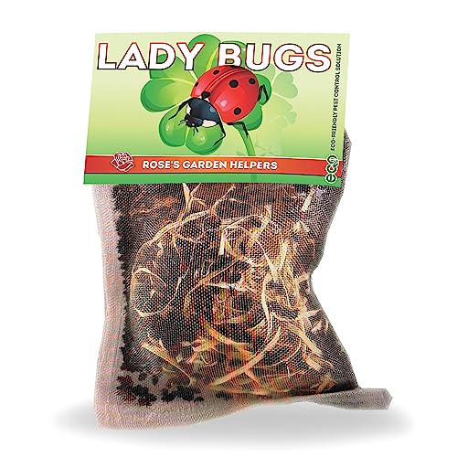 150 Pre-Fed Live Ladybugs for Aphid Control | Hippodamia Convergens