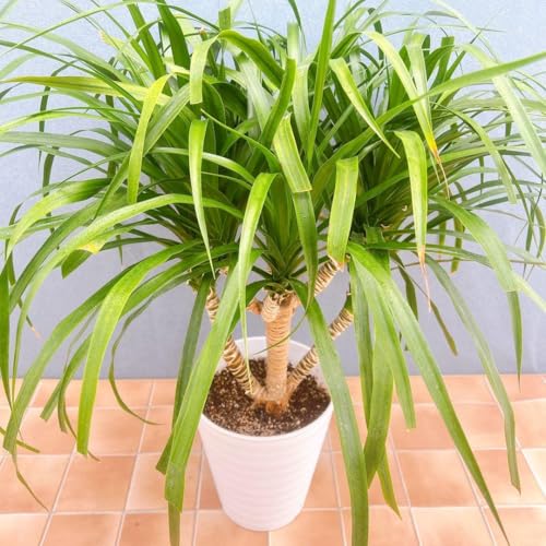 ドライガーデン 植物」の人気商品一覧 | 安い商品を通販サイトから探す