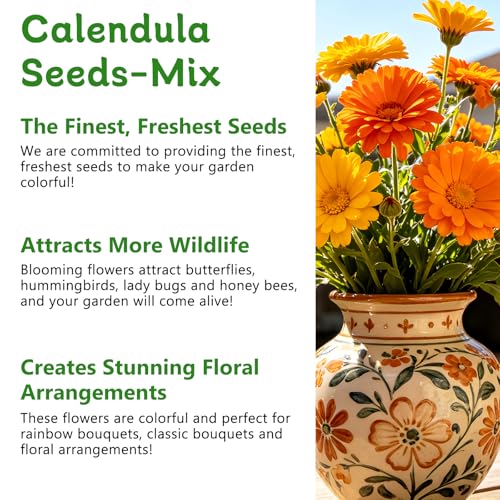 LUOJIBIE Calendula Seeds, Calendula Seeds for Planting Outdoor & Indoor, 4,000+ Pacific Beauty Mix Annual Flower Seeds Bulk, Non-GMO Flower Seeds, Large Blooms, Easy to Grow — view 4