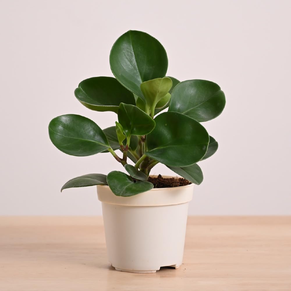 UGAOO Peperomia Green Live Plant With Grow Pot