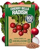 HOME GROWN Non GMO Cherry Belle Radish Seeds 800+ Heirloom Vegetable Seeds for Planting Outdoors Harvest in 30 Days Red Radishes, Spring and Fall Garden(Raphanus Sativus)
