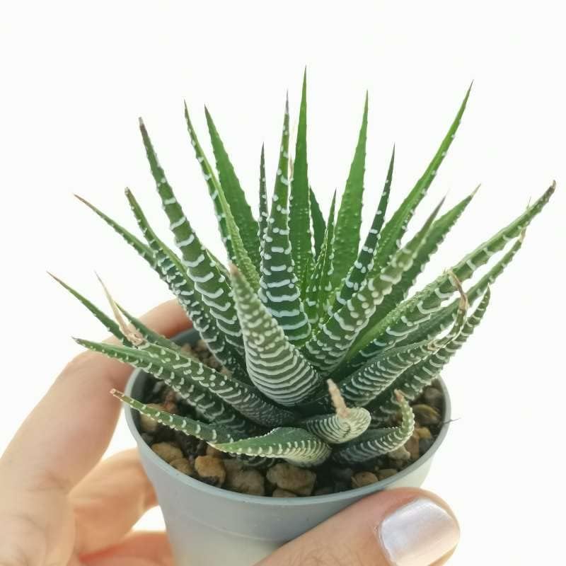 Zebra Plants/Haworthias Succulent Zebrina Exotic Rare Succulent Cactus Plant for Gifing,Indoor,Table top,Home Decre,Office Table (B0CJRRD531) Amazon Price History, Amazon Price Tracker