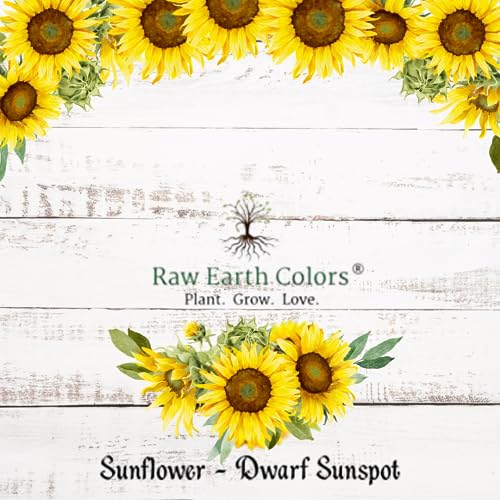Dwarf Sunflower Seeds For Planting #TOP2