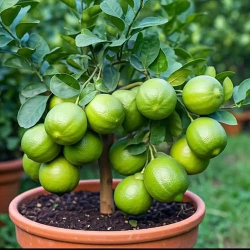 Image of Golden Bloom Thai Lemon Plant Live Hybrid Seedless All Season Air Layering Height 1.5-2 FT Pack of 1 Healthy Plant