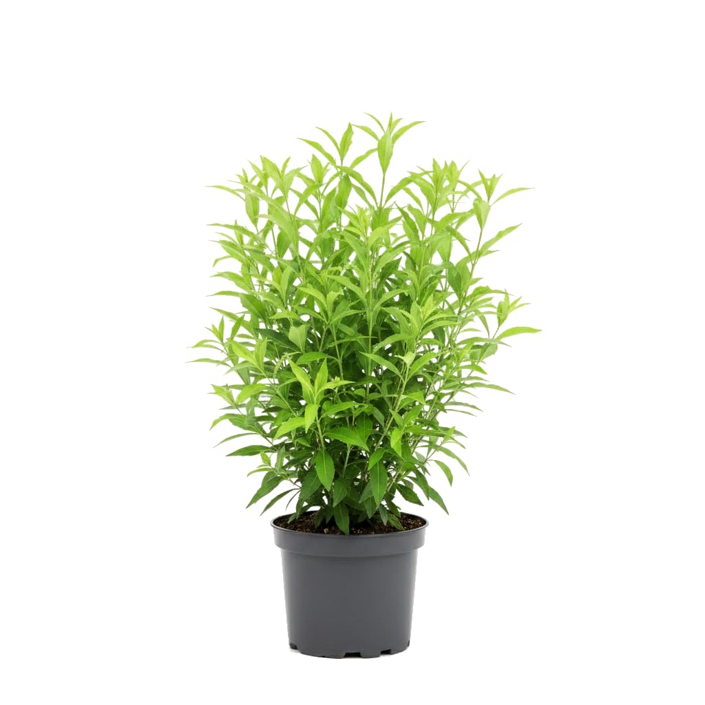 Planta Natural Cestrum Nocturnum Dama de Noche en Maceta de 17 cm con DECOALIVE