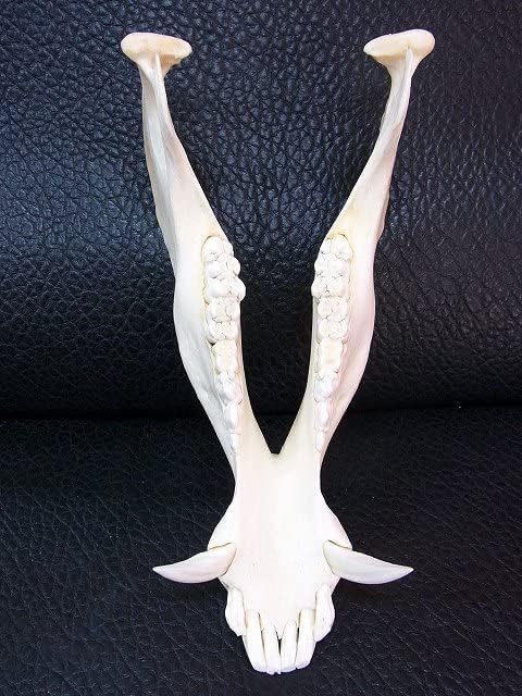 ブッシュピッグ（カワイノシシ ） 頭骨 猪頭骨 35cm 【公式通販】