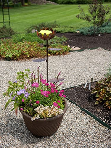 image for Gardener's Supply Company Gardeners Supply Company Dahlia Butterfly Fe