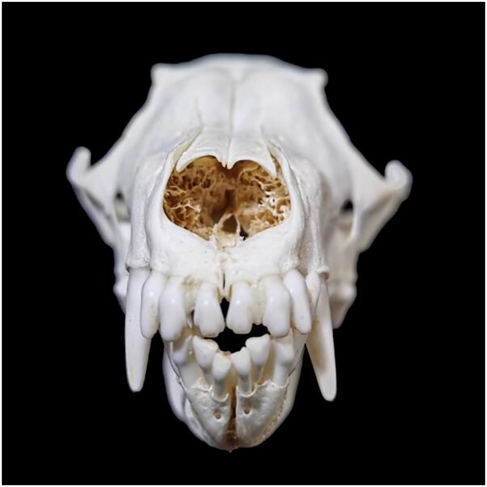Echte Fuchs Schädel Replik - 1:1 Lebensgröße Tier Schädel Modell - Fuchs Tier Taxidermy Supplies Art Bone Modell - für Home Bar Dekorative 'Hallween Dekoration Requisiten