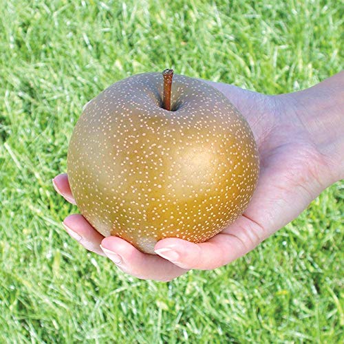 Asian Pear 10 Seeds - Chinese Sand Pear Seeds, Pyrus Pyrifolia Seeds, Edible Fruit Tree Seeds For Planting, Asian Pear Tree Plant Fast Growing, Asian Fruit Tree Seeds #TOP5