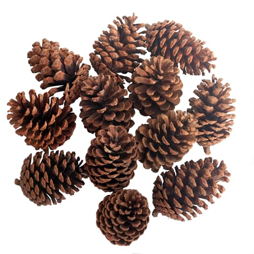 12 Stück Natürlich Getrocknete Tannenzapfen Natürliche Tannenzapfen...