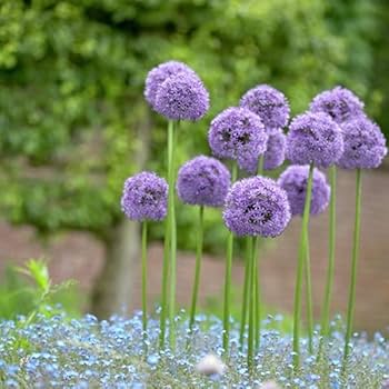 allium ☆ Van Zyverden Allium Giant Gladiator Set of 6 Bulbs Purple