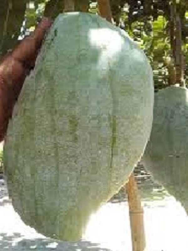 Zomoloco_Mango Plant-Brunei King Mango (4 to 5 kg Size Fruit) Grafted Live Plant (B0BHSLQ6Y8) Amazon Price History, Amazon Price Tracker