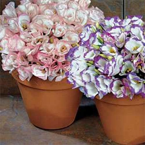 Outsidepride Lisianthus - Semillas de flores de mezcla de zafiro, 100 unidades, anuales, versátiles y de bajo mantenimiento, semillas de flores para