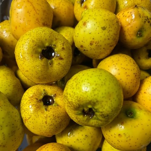 Semillas de espino - semillas orgánicas de espino, semillas de frutas, decoración de jardín para exterior Semillas de plantas de espino, fruta fresca, decoración salón Árboles 20pcs