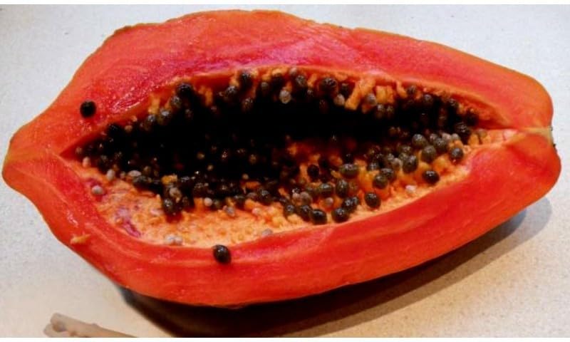 Willvine Florida Red Royale Papaya Seeds-VDI-8N-image-30