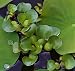 Water Hyacinths Floating Water Garden Plants (12 live plants)