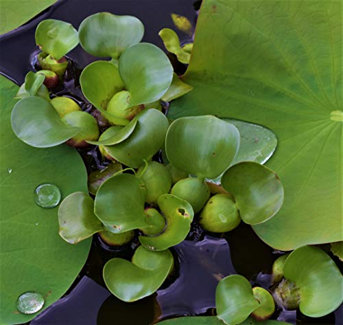Water Hyacinths Floating Water Garden Plants (12 live plants)