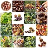 15 piezas de castaño comprar semillas - semillas de árboles, regalo de jardín de hierbas, castaño, castaño, castañas, bancal elevado, balcón, plantas de balcón robustas, resistentes,