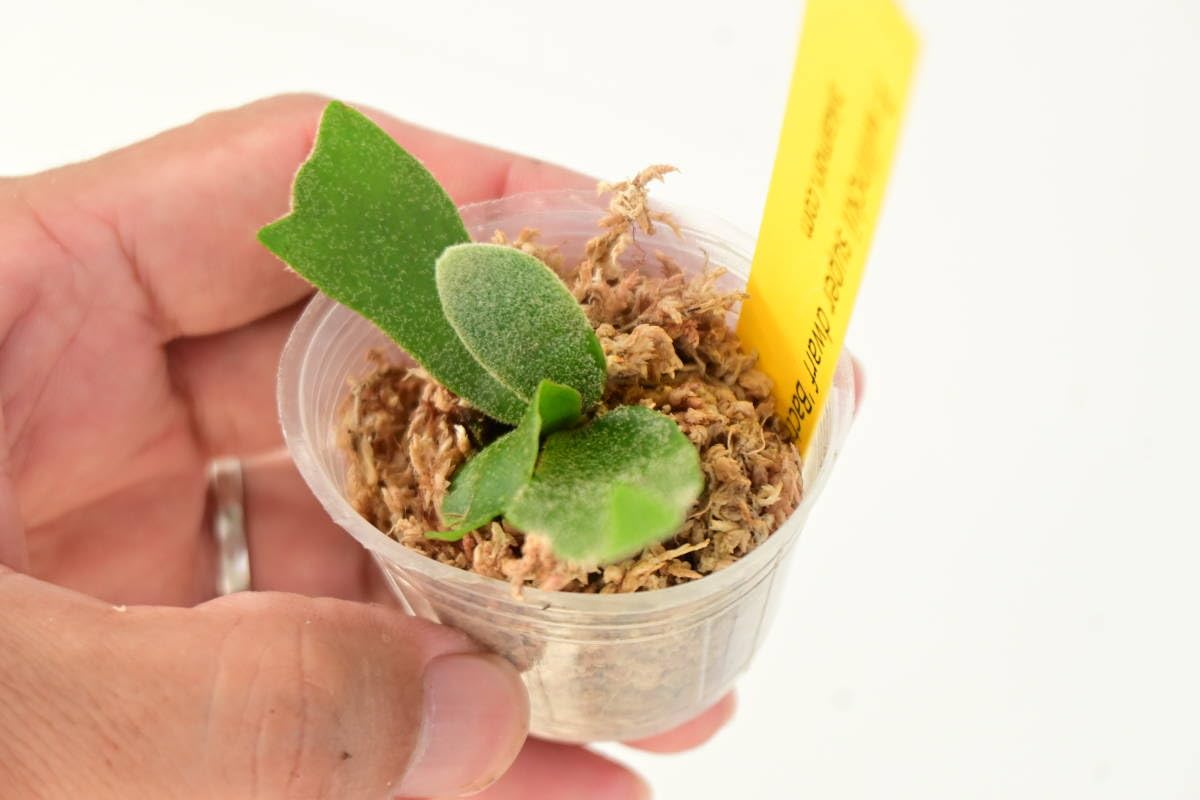 willinckii bacteria super dwarf バクテリア maxresdefault.jpg