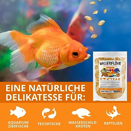 Wasserflöhe getrocknet 625ml (entspricht 100g), Zierfischfutter Aquarium, Daphnien, Fischfutter Aquarium, Zierfutter für Fische – Bild 4