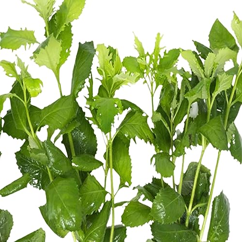 Canton Aquatics Wisteria Bundle