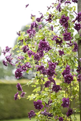 Clematis viticella 'Purpurea Plena Elegans' 40–60 cm – Winterhart, Mehrjährig, Pflegeleicht – Waldrebe – Kletterpflanze für Pergola & Rankhilfe