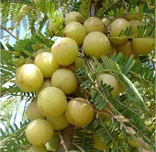 GREEN LINE Amla Indian Gooseberry Phyllanthus Emblica Nelli Amlika Usiri Live Plant Fresh & Healthy (Pack of 1 Plant) (B0BCQY51K2) Amazon Price History, Amazon Price Tracker