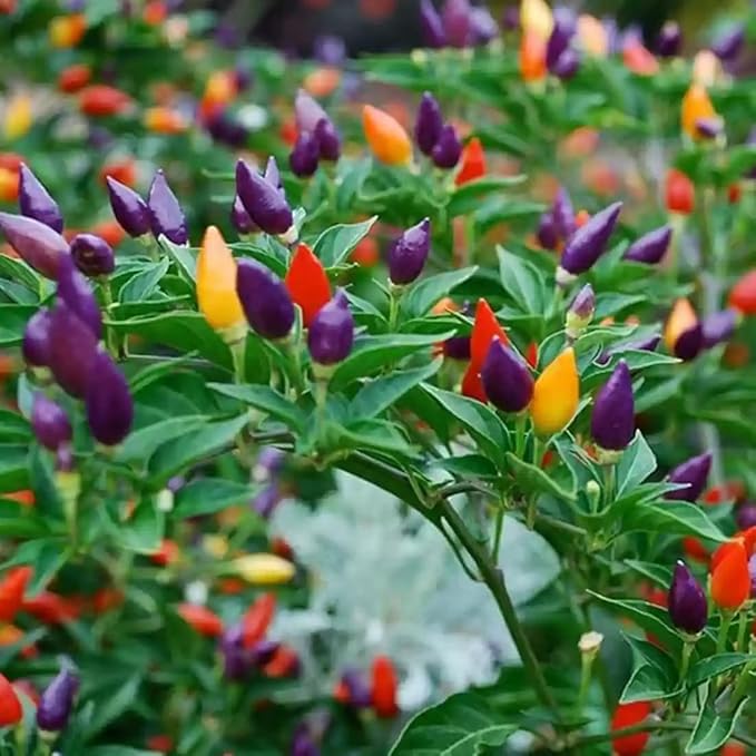 Bird Eye Chilli, Kanthari Mulaku, Thai Pepper, Tiny Chilli - 30 Seeds