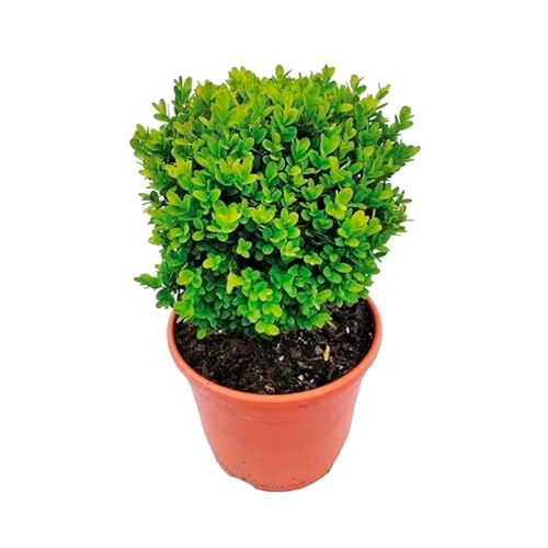 Verdecora Boj en maceta de Ø14cm | Buxus sempervirens 'Suffruticosa' | Arbusto de Exterior Compacto y Resistente | Ideal para Setos, Jardines y Borduras