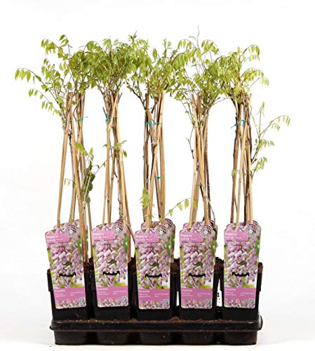 Wisteria floribunda Rosea 70-80 cm Rosa Japanischer Blauregen