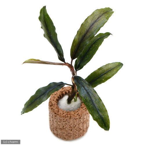 Amazon.co.jp: （水草）ライフマルチ（茶）ブセファランドラsp