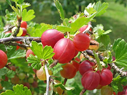 1st. rote Stachelbeere Hochstamm 70-100cm im Topf Höhe Ribes uva-crispa ́Hinnonmäki rot ́ Premium Stachelbeerstrauch – aromatisch, fruchtig & saftig-süß – hoher Ertrag – winterhart