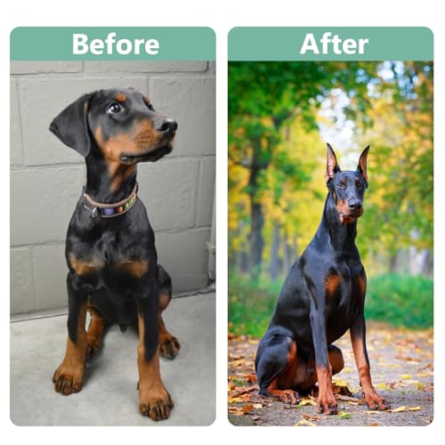 Image of 2 Pcs Dog Ear Posting Kit for Doberman Pinschers - Dog Ear Tape Ear Stand Up Support Tool with Tape for Ear Correction and Vertical Hold