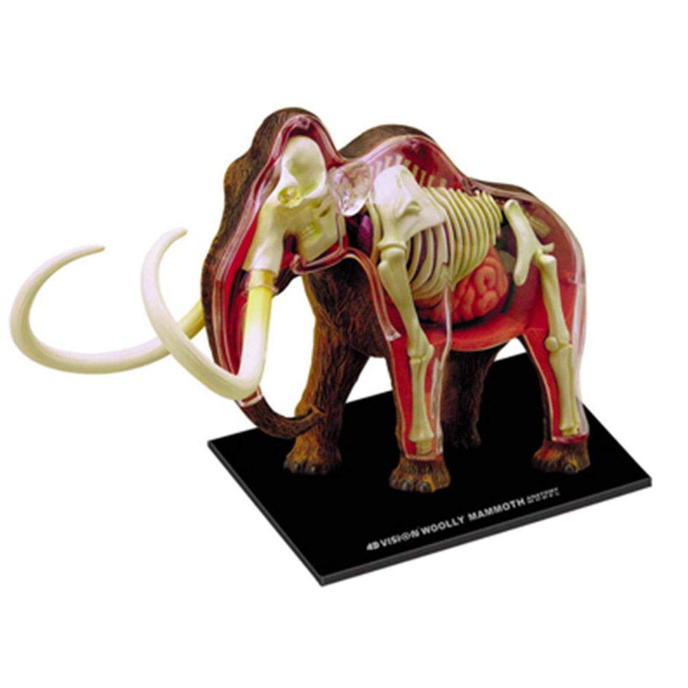 Anatomy Models, 4D Elephant Model -Animal Mode - Anatomical Puzzle Toy Detachable 30 Parts Animal Biological Organ Medical Teaching Education