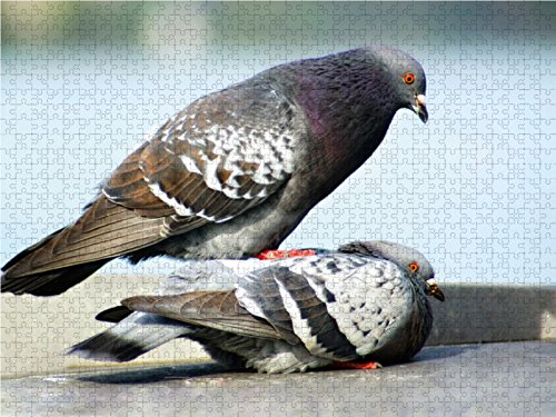 CALVENDO Puzzle „Mexikanische Vogelspinne“ – 1000 Teile, 64x48 Cm, Premium-Qualität Aus Europa, Für Erwachsene