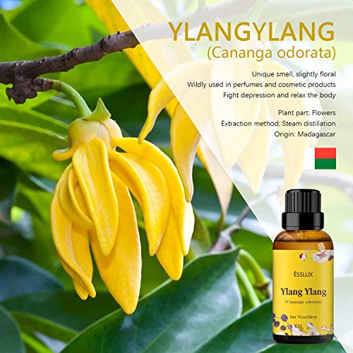Ylang ylang Essential Oil, ESSLUX Premium Grade Essential Oils, Perfect for Diffuser, Massage, Relaxation, Home Care & More - 30 ML - Thumbnail 2