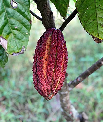 Image of M-Tech Gardens Rare Theobrama Coco Chocolate Plant Seedling Live Plant