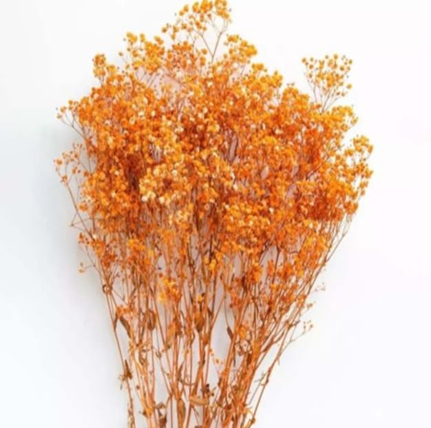 Dried Baby's Breath Gypsophila Flowers, Orange