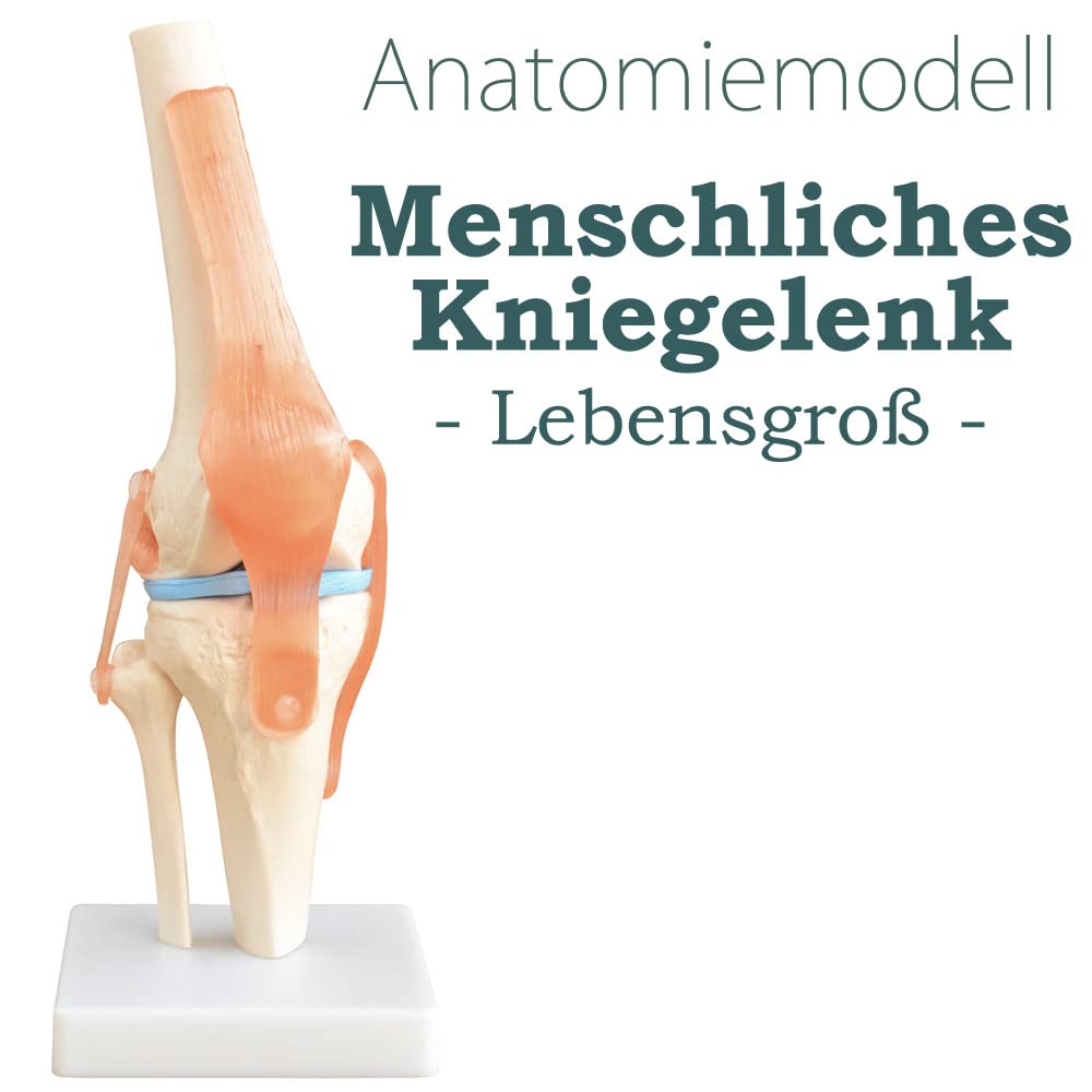 Squelette d'anatomie Modèle Articulation du Genou Modèle d'enseignement Grandeur Nature Modèle Corporel Anatomique du Genou avec une Articulation Mobile MedMod
